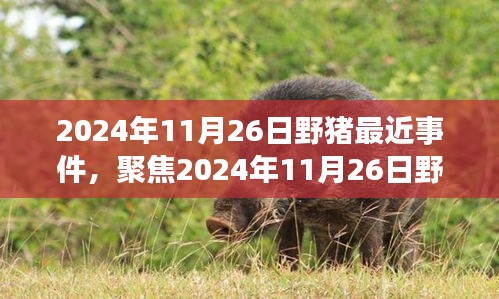 2024年11月26日野猪事件回顾与深度解析，聚焦事件真相与影响