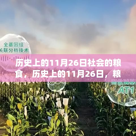 历史上的11月26日，粮食与社会脉络的交织发展