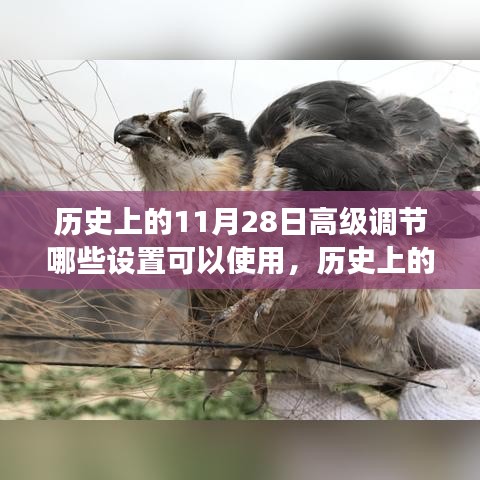 历史上的11月28日高级设置深度解析，功能特性、用户体验与对比分析