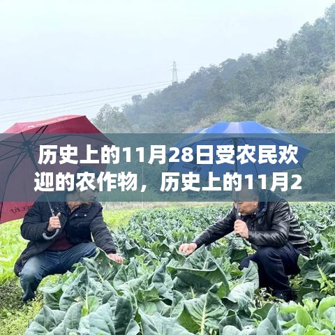 历史上的11月28日，农民心中的农作物之旅，寻找宁静与笑声的旅程