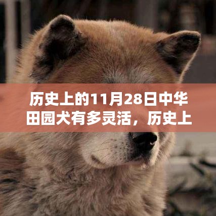 历史上的11月28日，中华田园犬与智能科技的灵活碰撞开启新纪元！