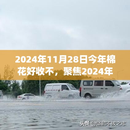 2024年棉花收成展望，品质、市场与气候的综合分析