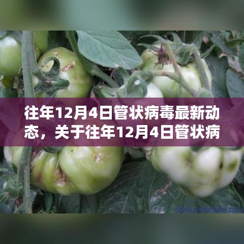 往年12月4日管状病毒最新动态解析与应对策略指南，全面洞悉疫情动态，科学防范风险挑战