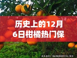 历史上的12月6日柑橘保果技术探寻之旅，自然美景与内心平静的交融力量