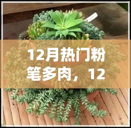 12月多肉热潮，与绿色共度温馨时光