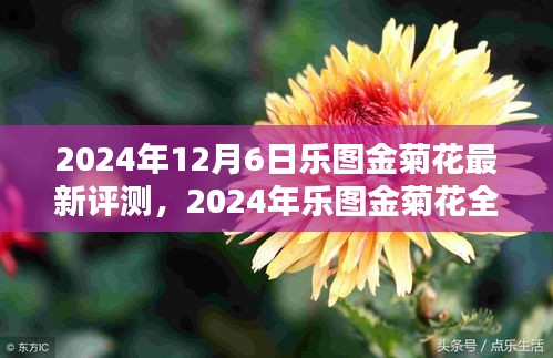 乐图金菊花全面评测，科技与艺术的融合巅峰之作（2024年最新评测）