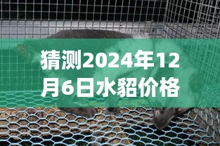 水貂价格预测之旅，温馨小故事揭秘2024年最新行情猜想