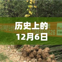 历史上的12月6日苗木市场求购消息深度解析与热门趋势探讨