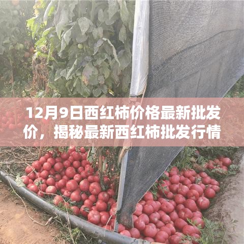 揭秘西红柿最新批发行情，12月9日价格走势及影响因素深度解析