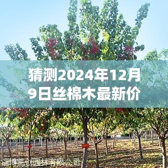 揭秘，2024年丝棉木行情预测——深度解析丝棉木最新价格动态与行情展望（针对12公分丝棉木）