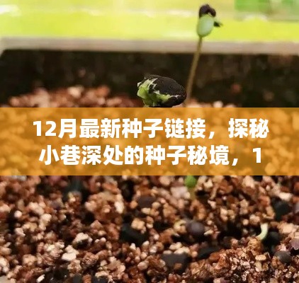 12月最新种子链接，探秘小巷深处的种子秘境，12月最新种子链接的独特风情