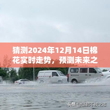 揭秘，如何预测未来之路——2024年棉花市场走势分析展望报告揭秘！