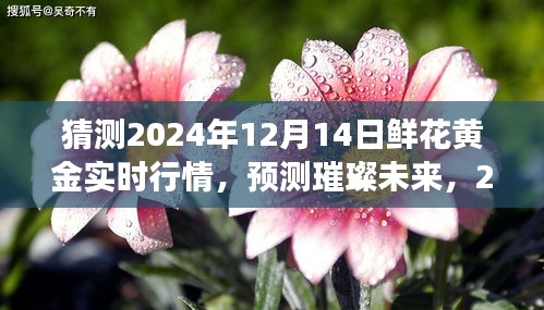 2024年12月14日鲜花黄金行情展望，预测璀璨未来