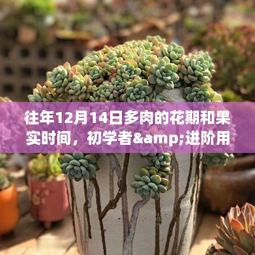 多肉植物花期与果实时间季节性指导，以12月14日为中心，适用于初学者与进阶用户掌握的季节性指南