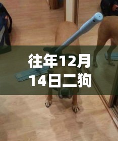 历年12月14日二狗行情深度解析，背景、事件与影响概览