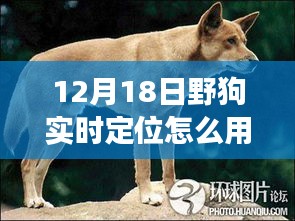 野狗导航，探索自然秘境的心灵之旅，实时定位开启远离尘嚣之旅