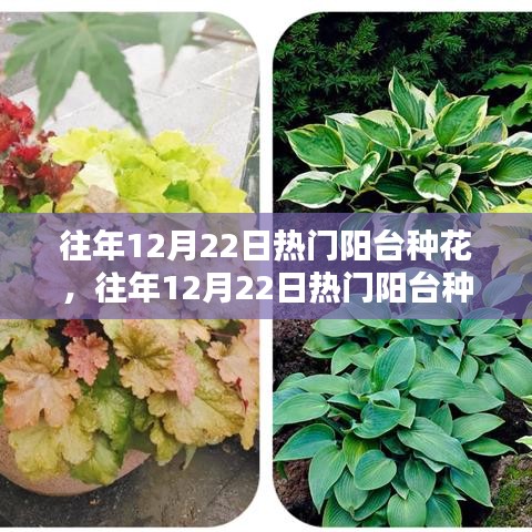 往年12月22日阳台种花热潮，全面评测、特性体验、用户群体深度剖析与对比分析