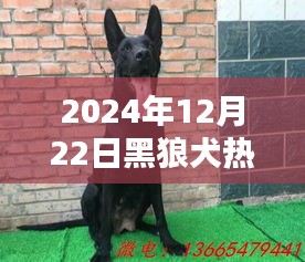 黑狼犬温馨日常，特殊陪伴的温馨时光