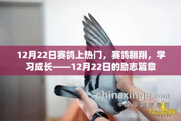 赛鸽翱翔励志篇章，成长之路在12月22日闪耀启航