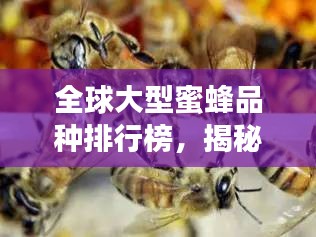 全球大型蜜蜂品种排行榜，揭秘顶级蜜蜂的壮丽世界！