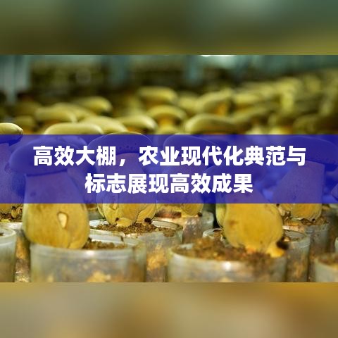 高效大棚，农业现代化典范与标志展现高效成果