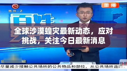 全球沙漠蝗灾最新动态，应对挑战，关注今日最新消息