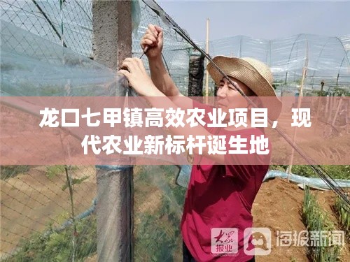 龙口七甲镇高效农业项目，现代农业新标杆诞生地