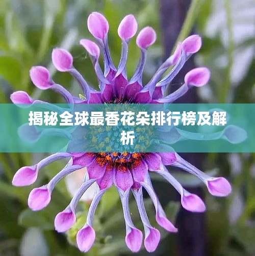 揭秘全球最香花朵排行榜及解析