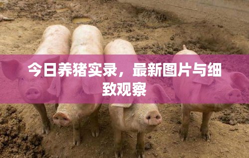 今日养猪实录，最新图片与细致观察
