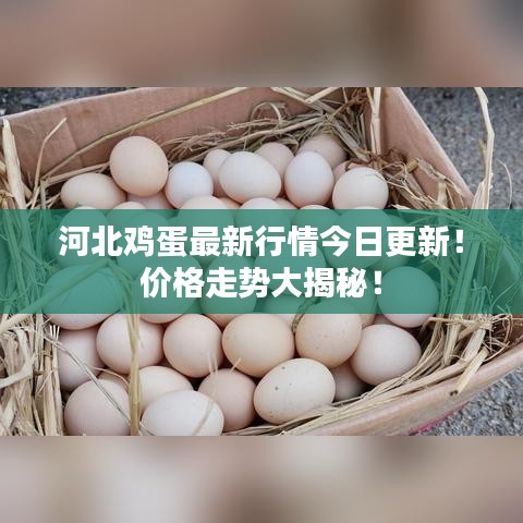 河北鸡蛋最新行情今日更新！价格走势大揭秘！