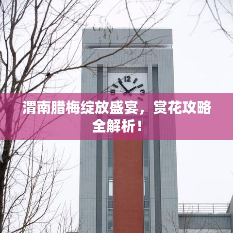 渭南腊梅绽放盛宴，赏花攻略全解析！